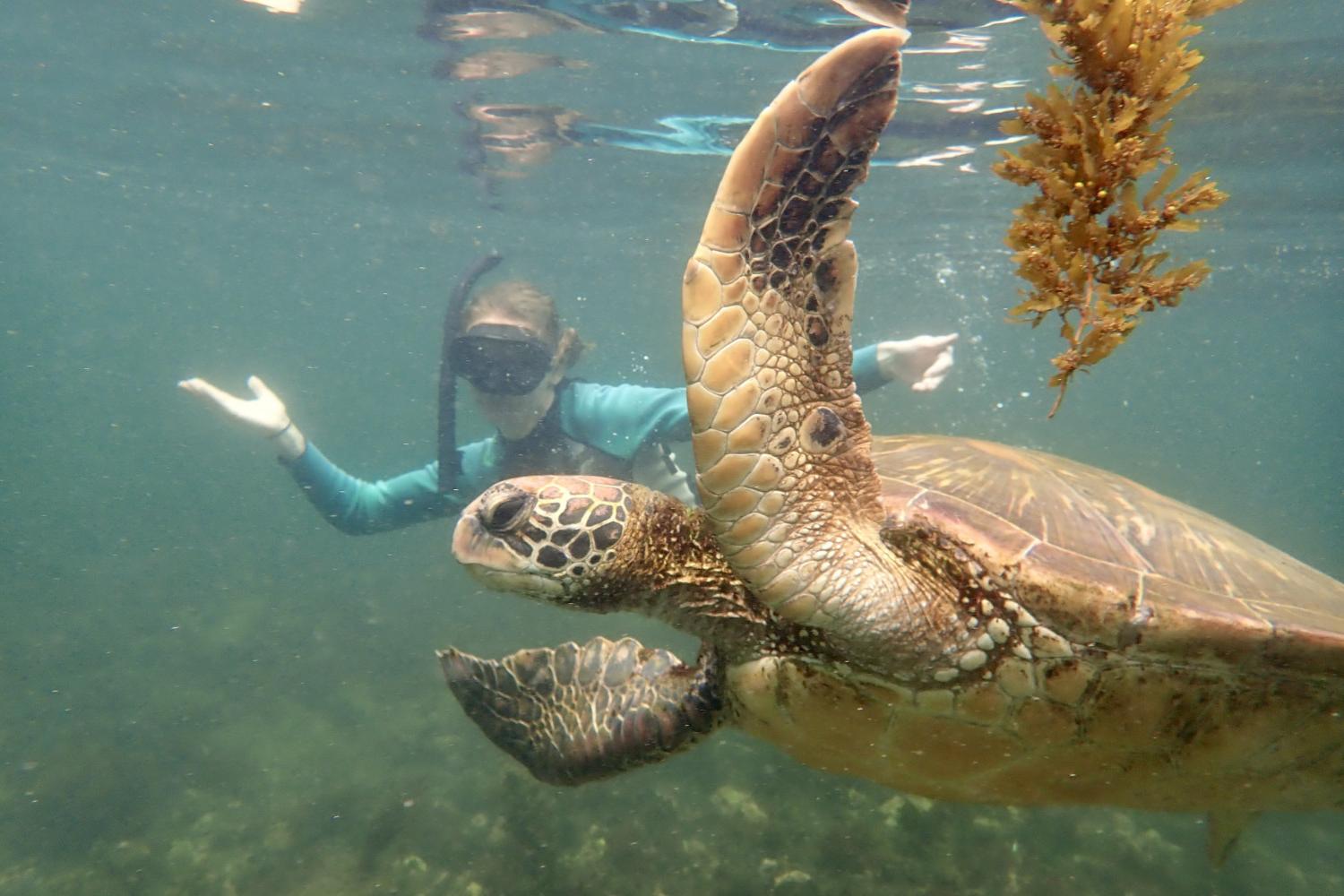 一名<a href='http://myob.shanemichaelmurray.com'>全球十大赌钱排行app</a>学生在Galápagos群岛游学途中与一只巨龟游泳.